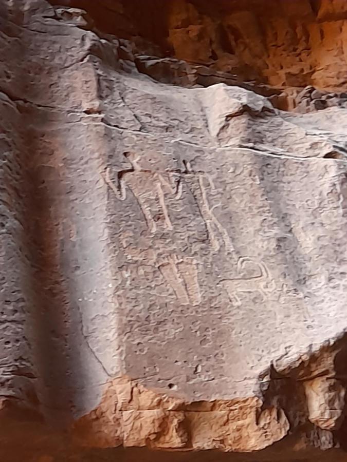 Wadi Rum Camels Camp מראה חיצוני תמונה