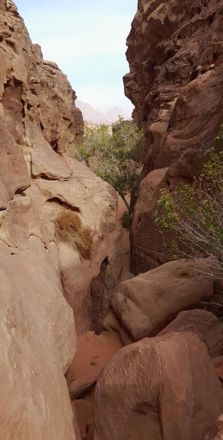 Wadi Rum Camels Camp מראה חיצוני תמונה